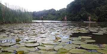 Randonnée en kayak, en paddle ou en pédalo dans la mangrove en Guadeloupe