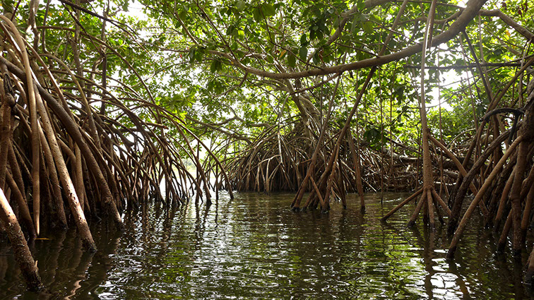 Les palétuviers, emblématiques de la mangrove jonchent le bord du lac de la plage de Grande-Anse