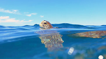 Il y a des tortues vertes qui vivent dans la baie de la plage de Grande-Anse, il est possbile le les voirs en kayak, paddle ou en nageant
